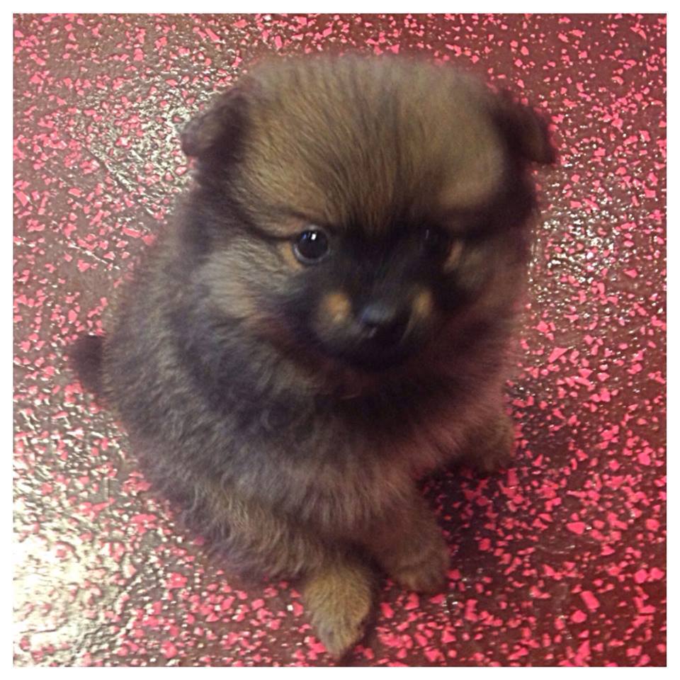 Pet Grooming Wilmington & Wrightsville Beach, NC Pet Supplies